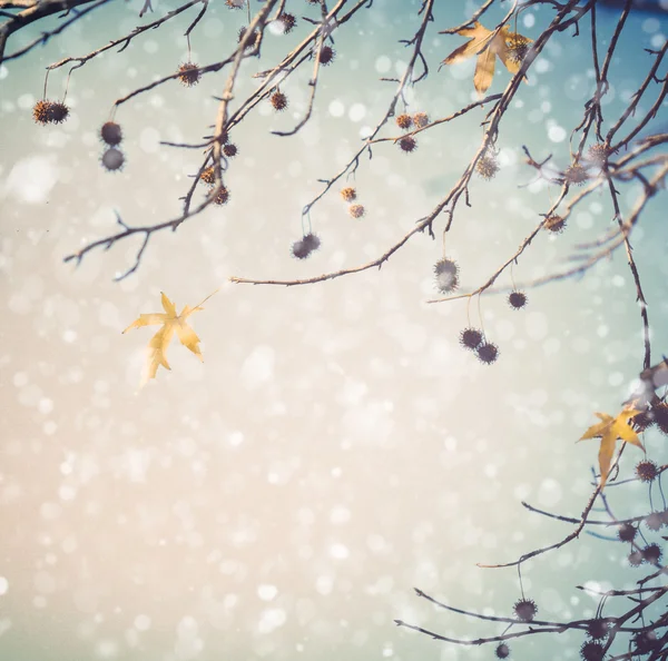 Tree branches in winter — Stock Photo, Image