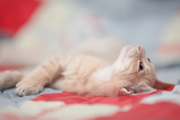 Schattige jonge kat op Bank — Stockfoto