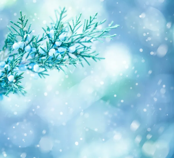 Kışın ağaç dalları