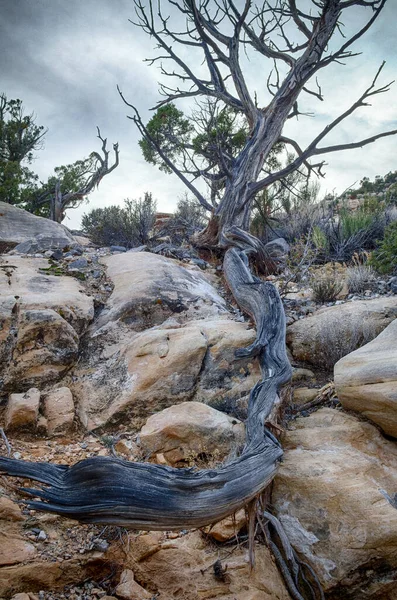 Divoký Strom Národním Parku Red Rock Canyon — Stock fotografie