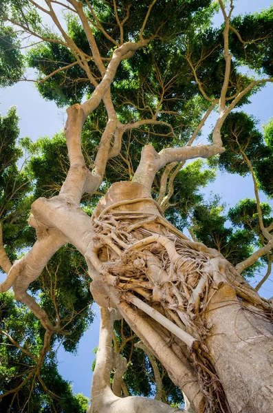 Mirando Hacia Árbol Salvaje Kauai Hawaii Fotos De Stock Sin Royalties Gratis