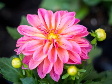 Makro Güzel Pembe Çiçek