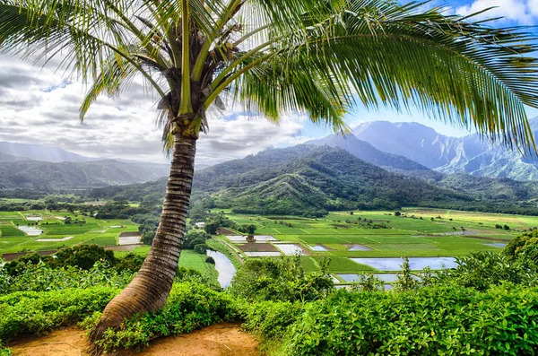 Palmera Tropical Princeville Hawaii Imagen De Stock