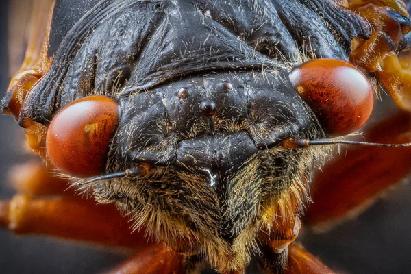 Zbliżenie Nadzwyczajnej Twarzy Owadów Cicada — Zdjęcie stockowe