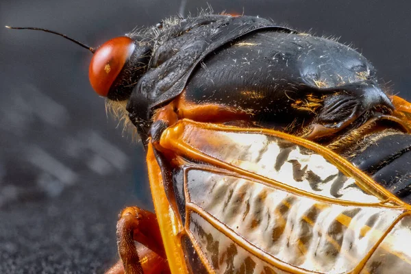 Close Das Asas Insetos Cicada Extraordinárias — Fotografia de Stock