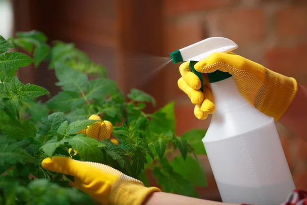 Gros plan d'un jardinier pulvérisant de l'eau — Photo