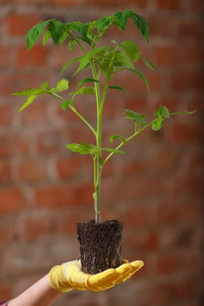 Leben in deinen Händen. — Stockfoto