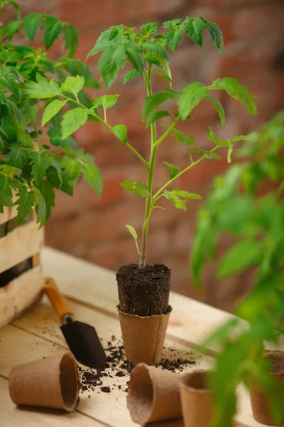 Tiro de un tomate de plántulas — Foto de Stock