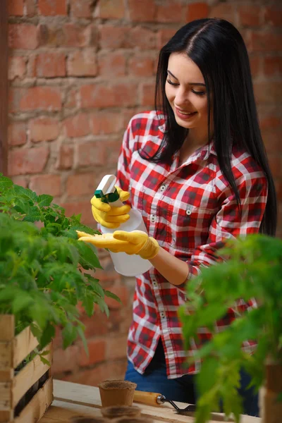 Donna spruzzando le sue piantine con acqua . — Foto Stock