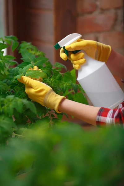 Mujer jardinero rociando agua — Foto de Stock