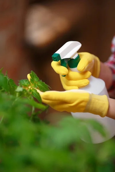 Kvinnan trädgårdsmästare sprutande vatten — Stockfoto