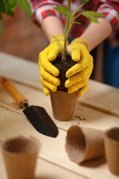 Jardineiro pondo uma planta cultivada de sementes em um pote — Fotografia de Stock