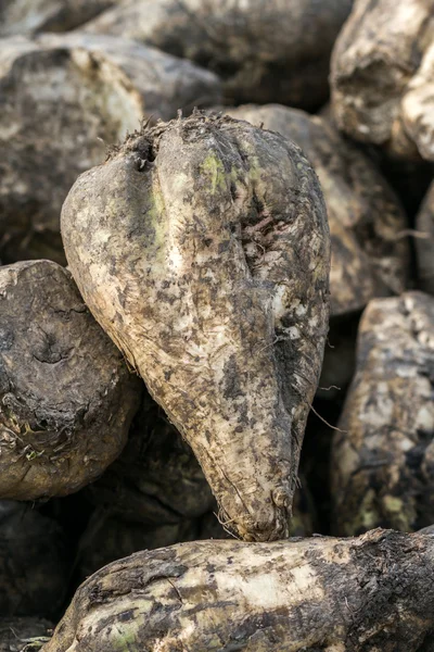 Beet sugar Zdjęcia Stockowe bez tantiem