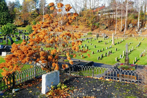 Осенний куст на кладбище — стоковое фото