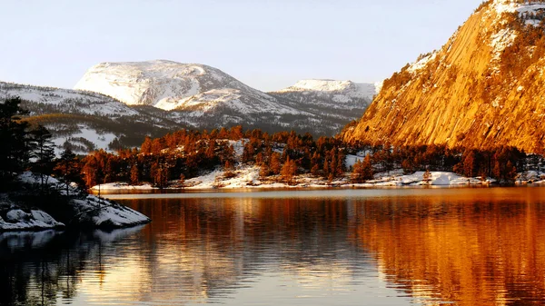 Foresta di conifera sul lago — Foto Stock