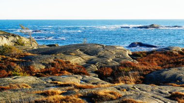Yosun, Kuru kahverengi uzun boylu ot kaplı kaya