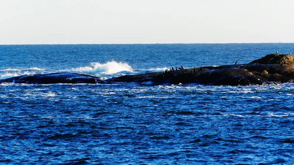 Голые скалы в бурном море, на скалах птицы — стоковое фото