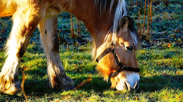 ノルウェーのフィヨルド馬が草を食べる — ストック写真