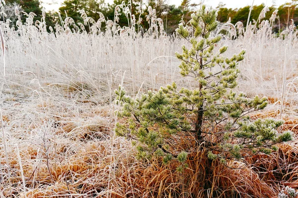 Evergreen tree, among the tall brown grass