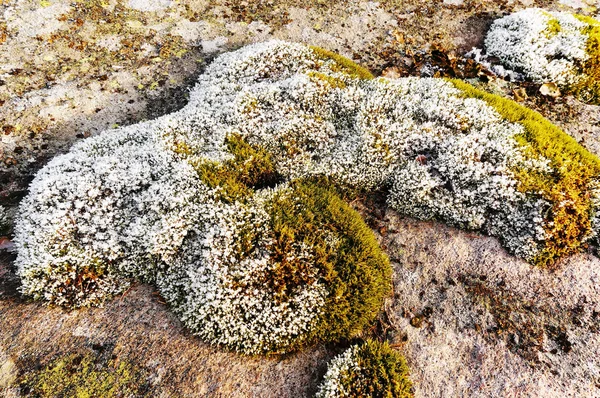 绿色的青苔的团块 — 图库照片