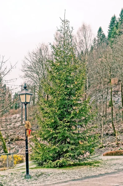 Épinette verte avec lumières de Noël — Photo