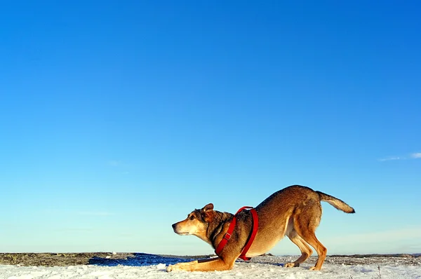 Sefer kış yürüyüş ile oynayan köpek