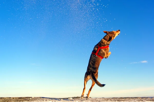 Perro durante el salto — Foto de Stock