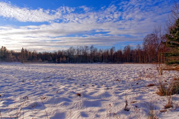 Drassige heide bedekt met sneeuw — Stockfoto