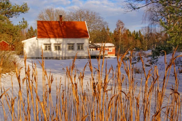 Hnědé vysoké a suché trávy — Stock fotografie