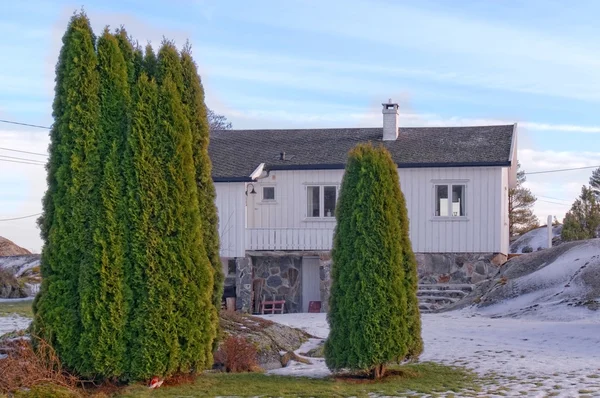 Stor thuja planterade trädgård vintertid — Stockfoto