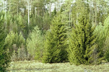 Norveç Ladin, Picea abies