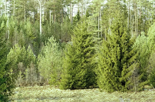 Közönséges lucfenyő (Picea abies) — Stock Fotó