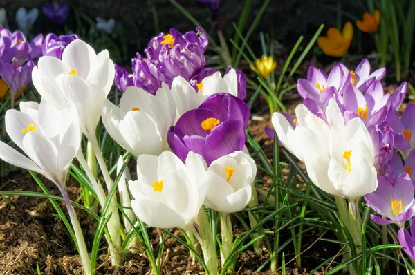 春、ノルウェーのクロッカスの花 ストックフォト