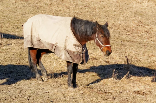 ノルウェーの馬 — ストック写真