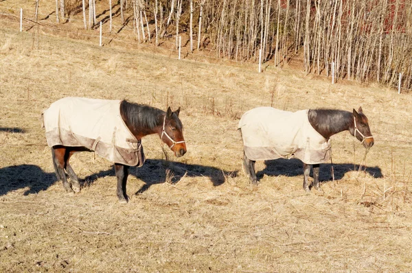 Norweski konia w ubrania — Zdjęcie stockowe