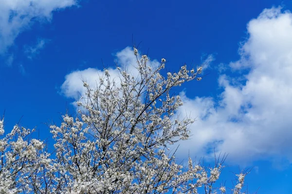 Floração branca ameixa selvagem árvore na primavera — Fotografia de Stock