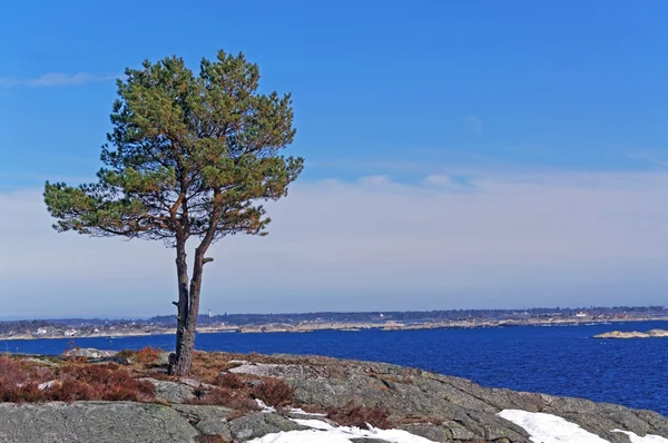 Eenzame naaldboom op de oever van de fjord — Stockfoto