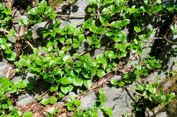 Primavera rastejante verde na rocha — Fotografia de Stock