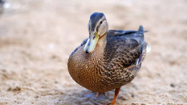 Lonely Duck Mallard Standing Sandy Beach — Stock Photo, Image