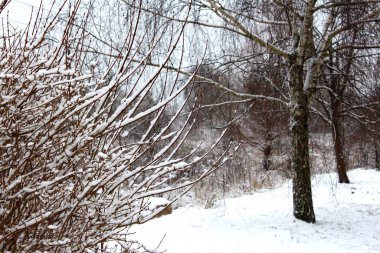 Kar yağdıktan sonra çalıların dallarında kar. Karla kaplı dalları ve huş ağacıyla çok güzel bir kış geçmişi var. Kış ormanındaki bitkiler. Doğal karlı arkaplan.