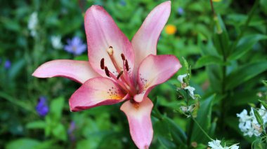 Pink lily in the garden. Lily flower close up. A beautiful lily is blooming in the garden.