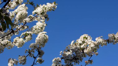 Çiçek açan kiraz. Mavi gökyüzüne karşı beyaz çiçekli dallar. Beyaz çiçekler. Mavi gökyüzü. Meyve ağaçları. Bahar bahçesi. Boşluğu kopyala.