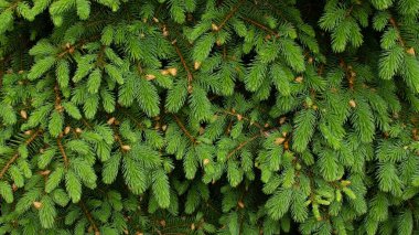 Genç filizlenen ladin dalları. Yeşil doğal arkaplan.
