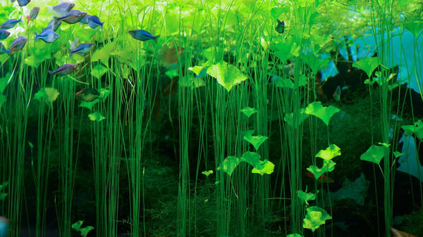 A flock of small colorful fish swims in the aquarium. Beautiful green algae grow in the aquarium.