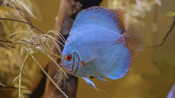 Beautiful Blue Fish Swims Aquarium Plants — Stock Photo, Image