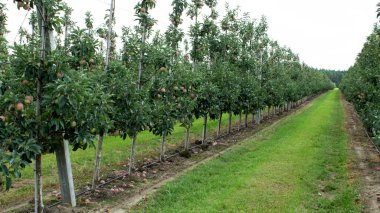 Yaz mevsiminin sonunda olgun kırmızı elma hasadıyla meyve ağaçları. Taze yeşil çimenler uzun sıra meyve ağaçları arasında yetişir. Tarım. 