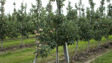 Yaz mevsiminin sonunda olgun kırmızı elma hasadıyla meyve ağaçları. Taze yeşil çimenler uzun sıra meyve ağaçları arasında yetişir. Tarım. 