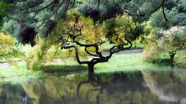 Kıvrımlı gövdeli bir ağacın manzarası. Sokaktaki yağmurdan sonra suya yansıyor. Japon tarzı bahçe..