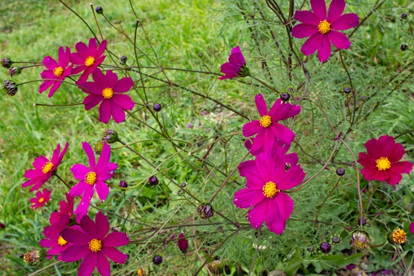 Flowers Cosmos Blooming Summer Garden Crimson Bright Flowers Space Adorn — Stock Photo, Image
