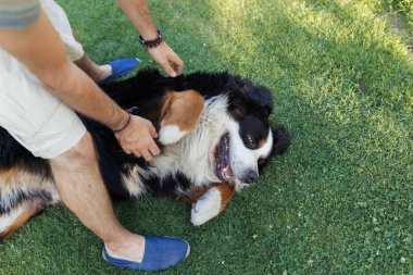 Büyük köpekle oynamayı adam